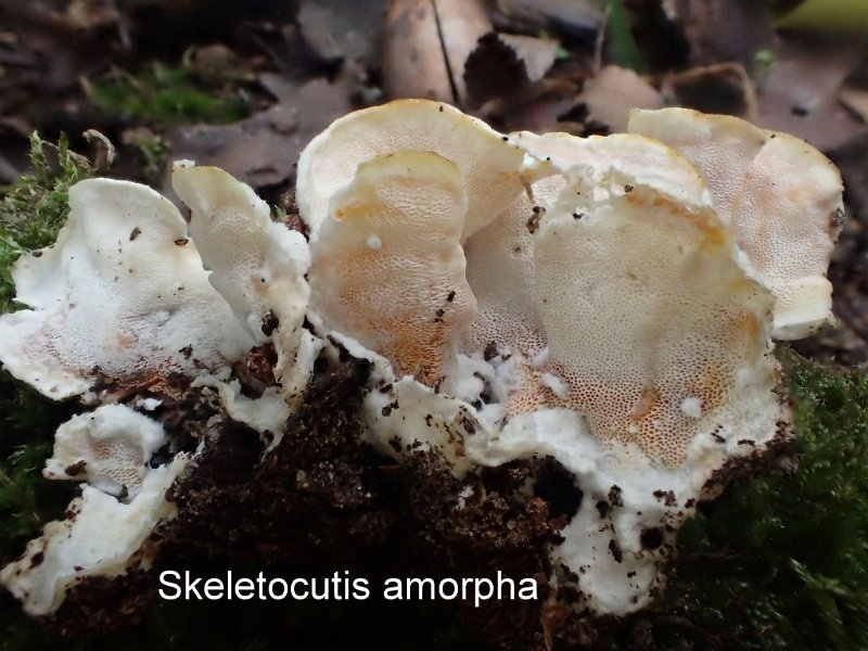 Skeletocutis amorpha-amf2209-1.jpg - Skeletocutis amorpha ; Syn: Polyporus amorphus ; Non français: Tramète saumonée